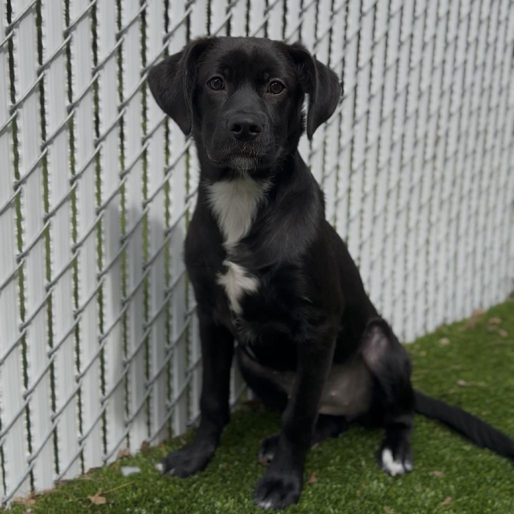 Aspen, a Adoptable Mixed Breed in Bedford, NH image 2/3