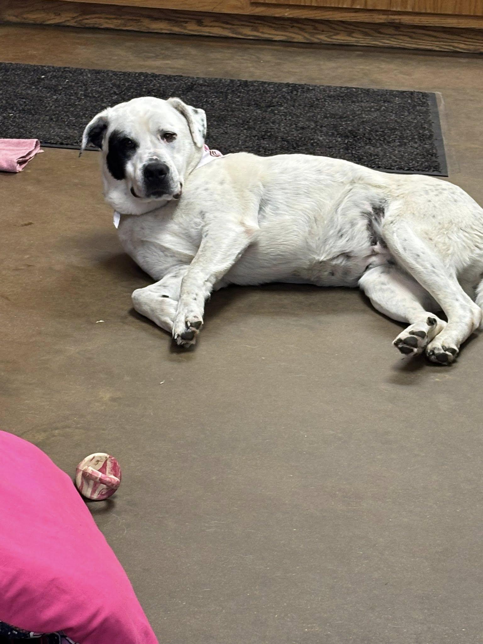 Enlarge Bella Eloise, an adopted mixed breed in Cullman, AL image 3/6