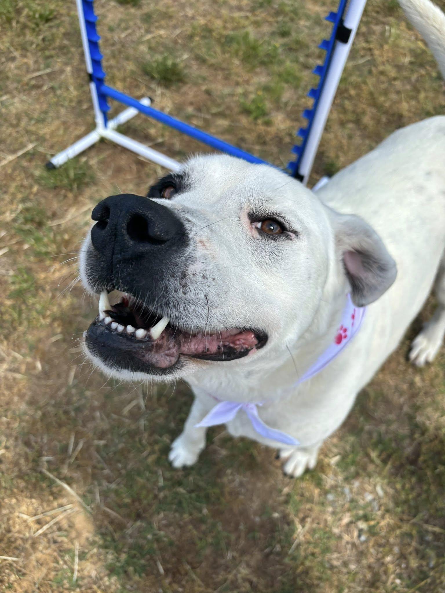 Enlarge Bella Eloise, an adopted mixed breed in Cullman, AL image 5/6