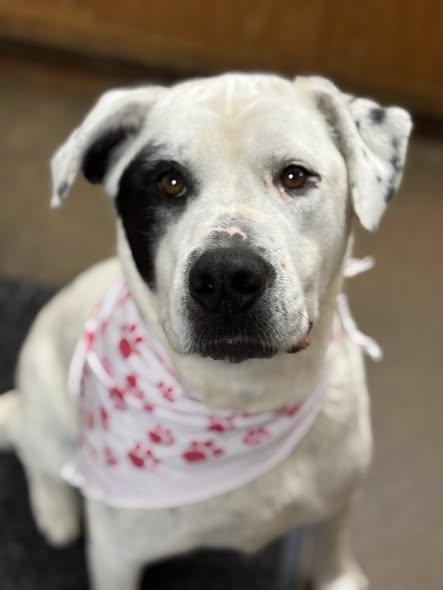Enlarge Bella Eloise, an adopted mixed breed in Cullman, AL image 2/6