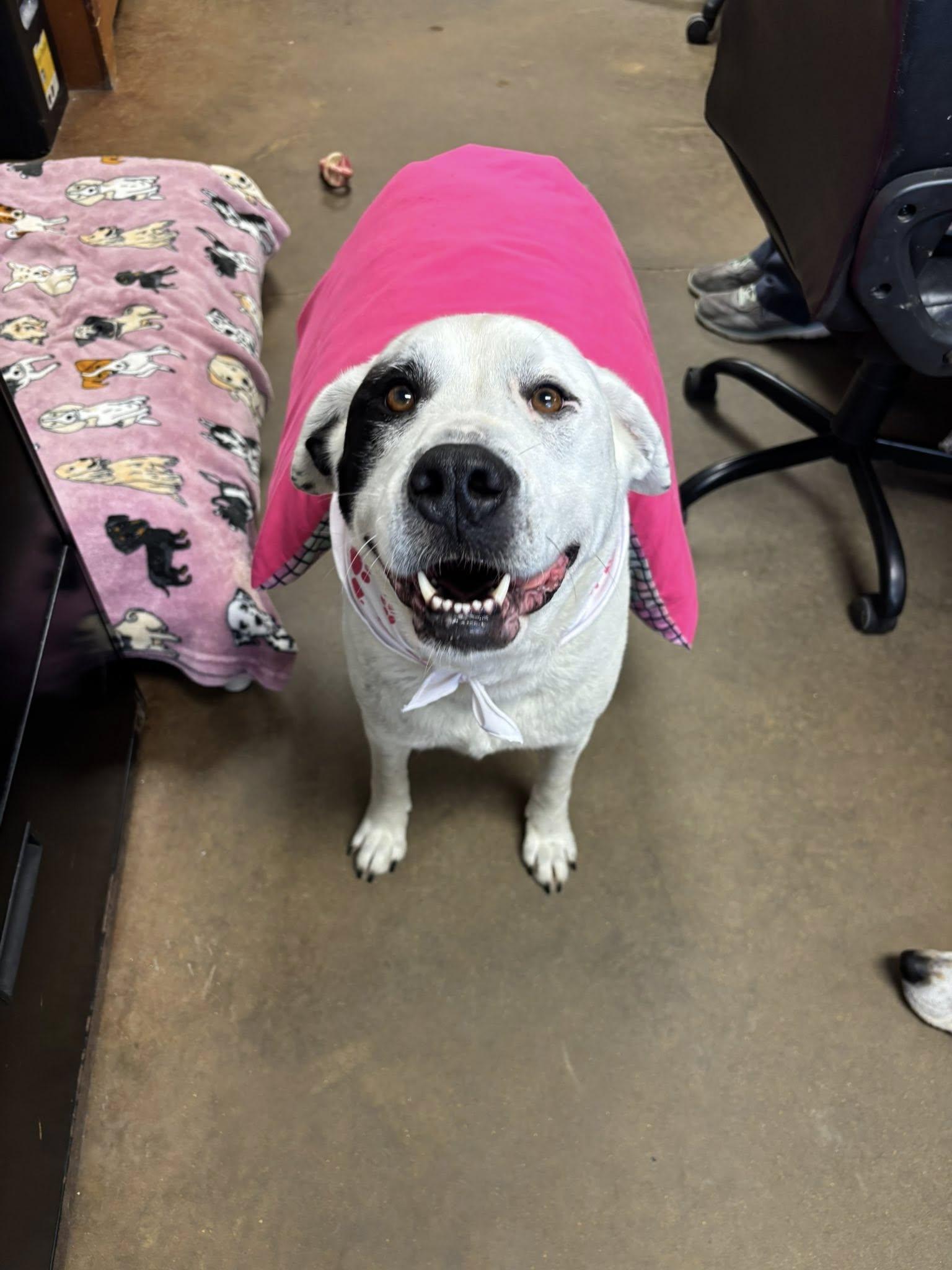 Enlarge Bella Eloise, an adopted mixed breed in Cullman, AL image 4/6