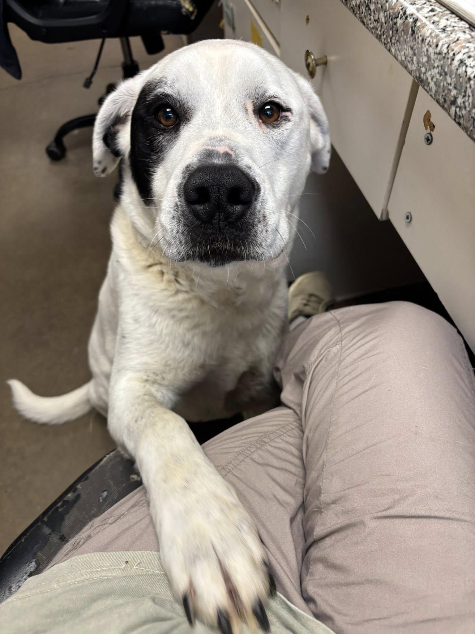 Enlarge Bella Eloise, an adopted mixed breed in Cullman, AL image 6/6