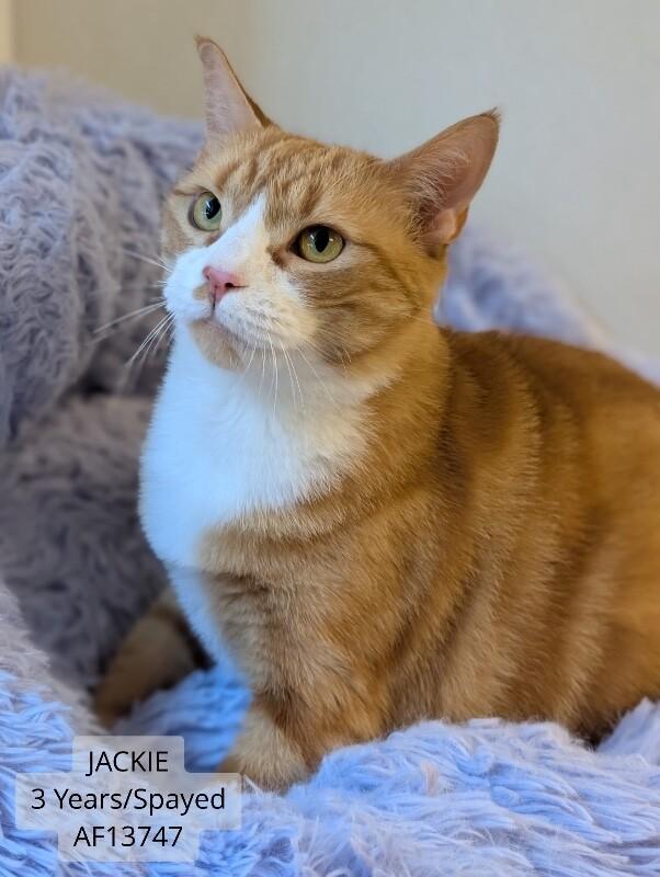 Enlarge Jackie, a Adoptable Domestic Short Hair in Supply, NC image 2/2