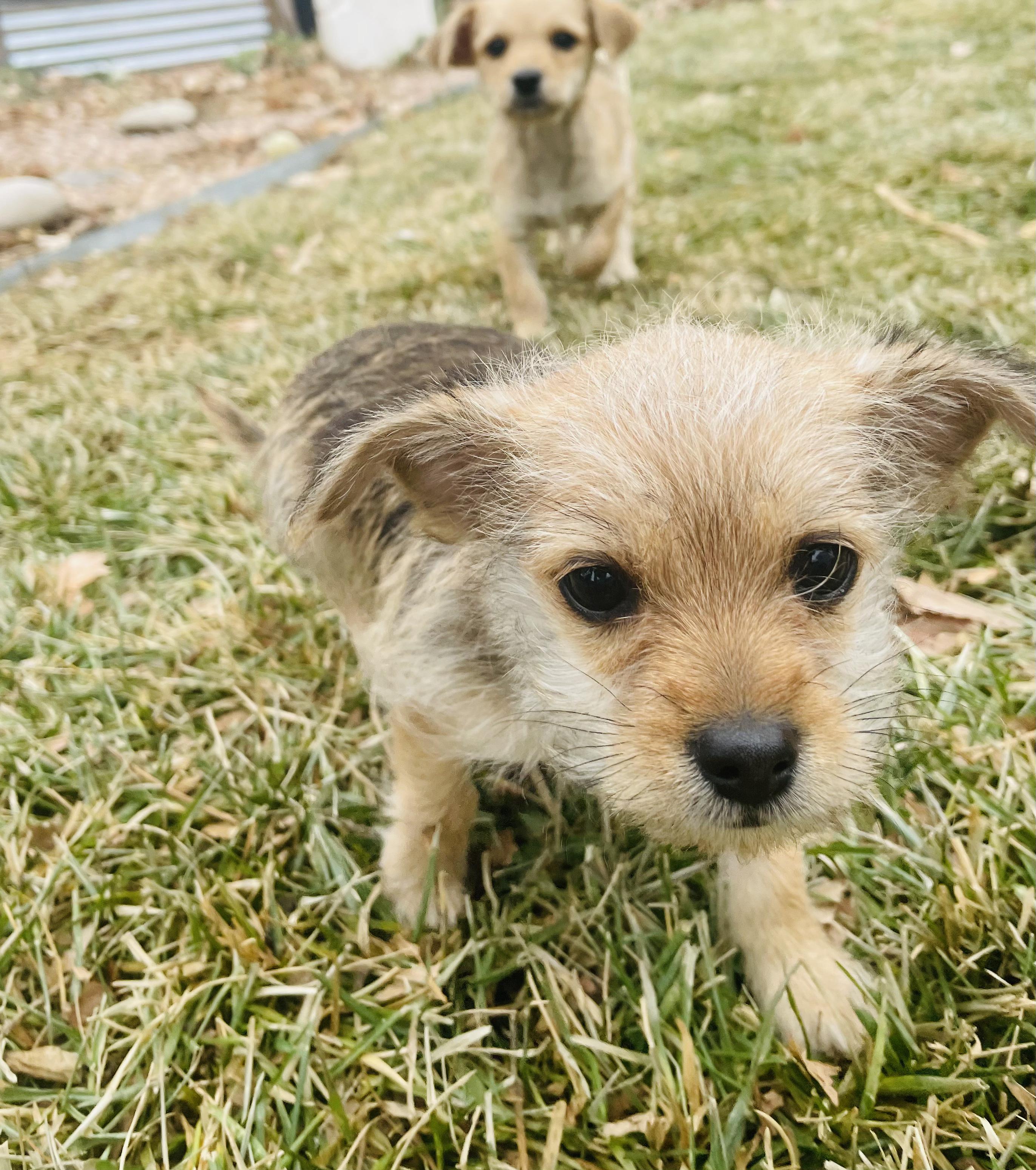 Cocoa, ADOPTABLE, Puppy Male Terrier & Chihuahua.