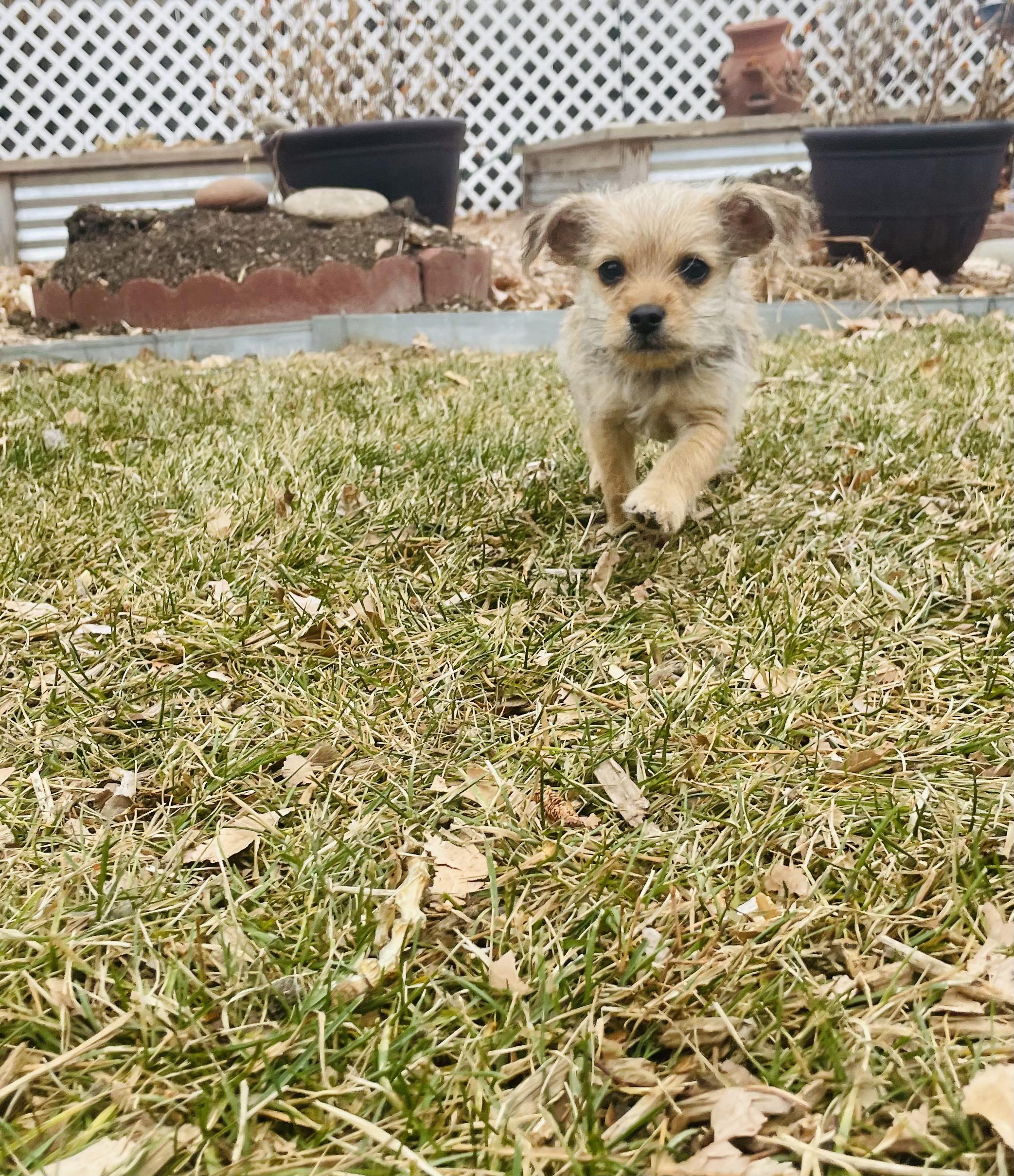 Cocoa, a ADOPTABLE mixed breed in Fort Collins, CO image 3/4
