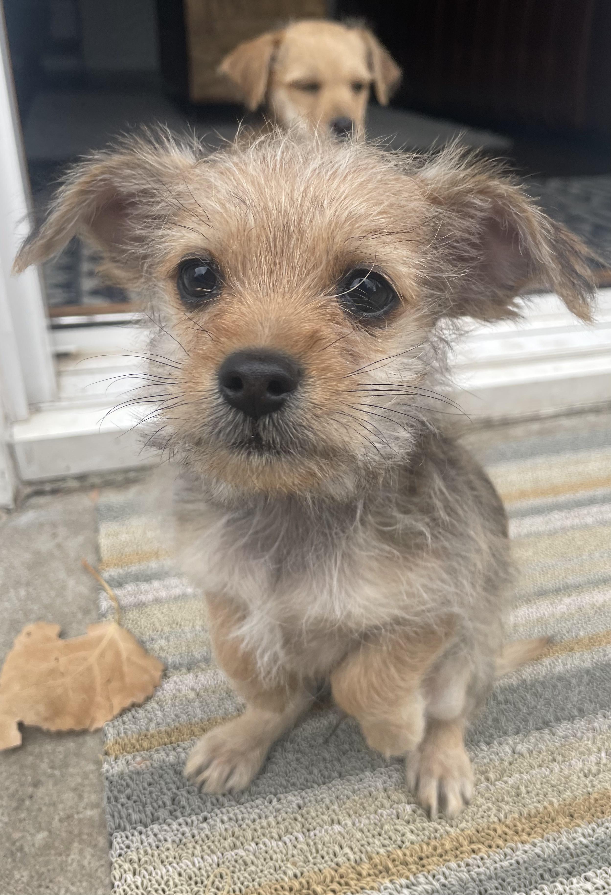 Cocoa, a ADOPTABLE mixed breed in Fort Collins, CO image 4/4