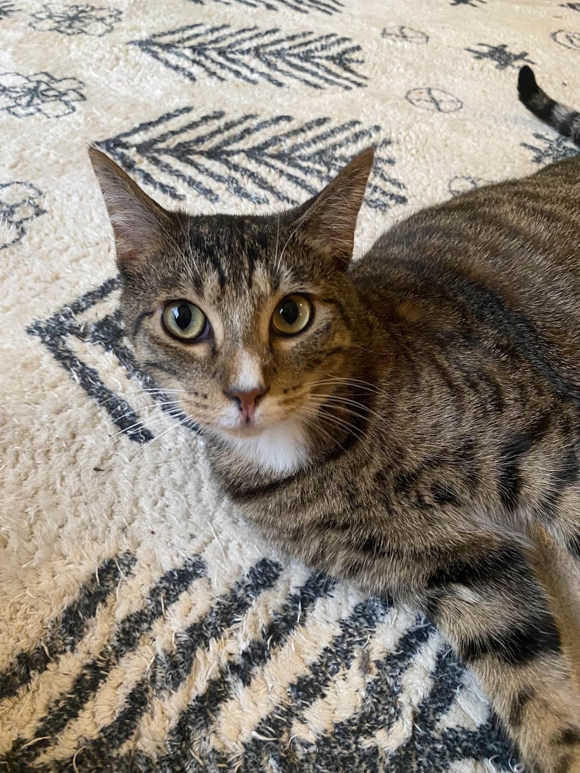 Enlarge Frito, a Adopted Domestic Short Hair in Davis, CA image 1/3