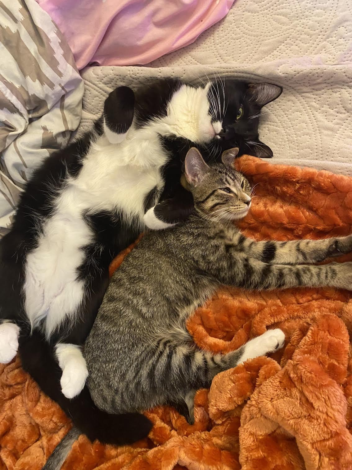 Enlarge Frito, a Adopted Domestic Short Hair in Davis, CA image 3/3