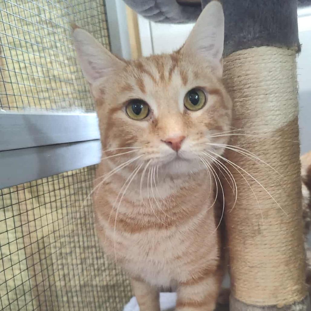 Rusty, Adoptable, Adult Male Domestic Short Hair.