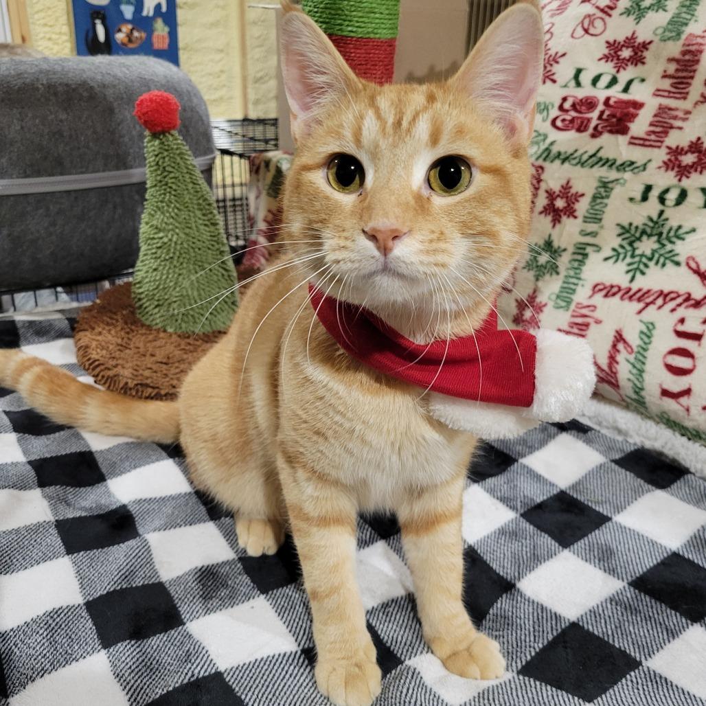 Rusty, a Adoptable Domestic Short Hair in Park Falls, WI image 3/6