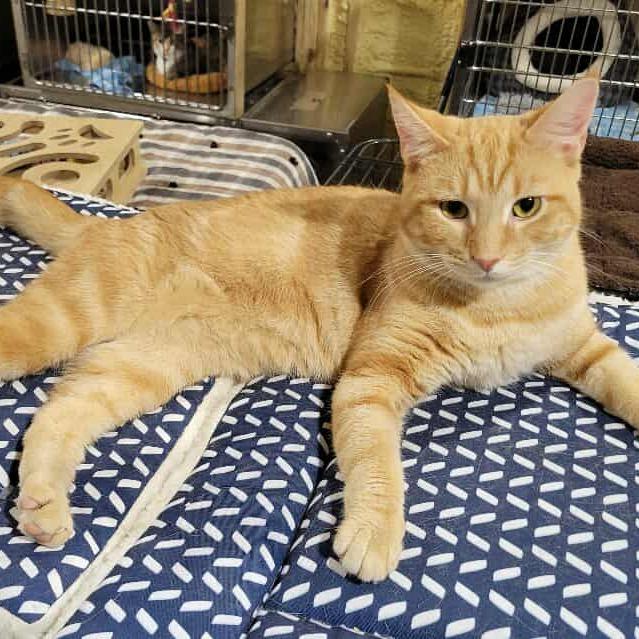 Rusty, a Adoptable Domestic Short Hair in Park Falls, WI image 4/6