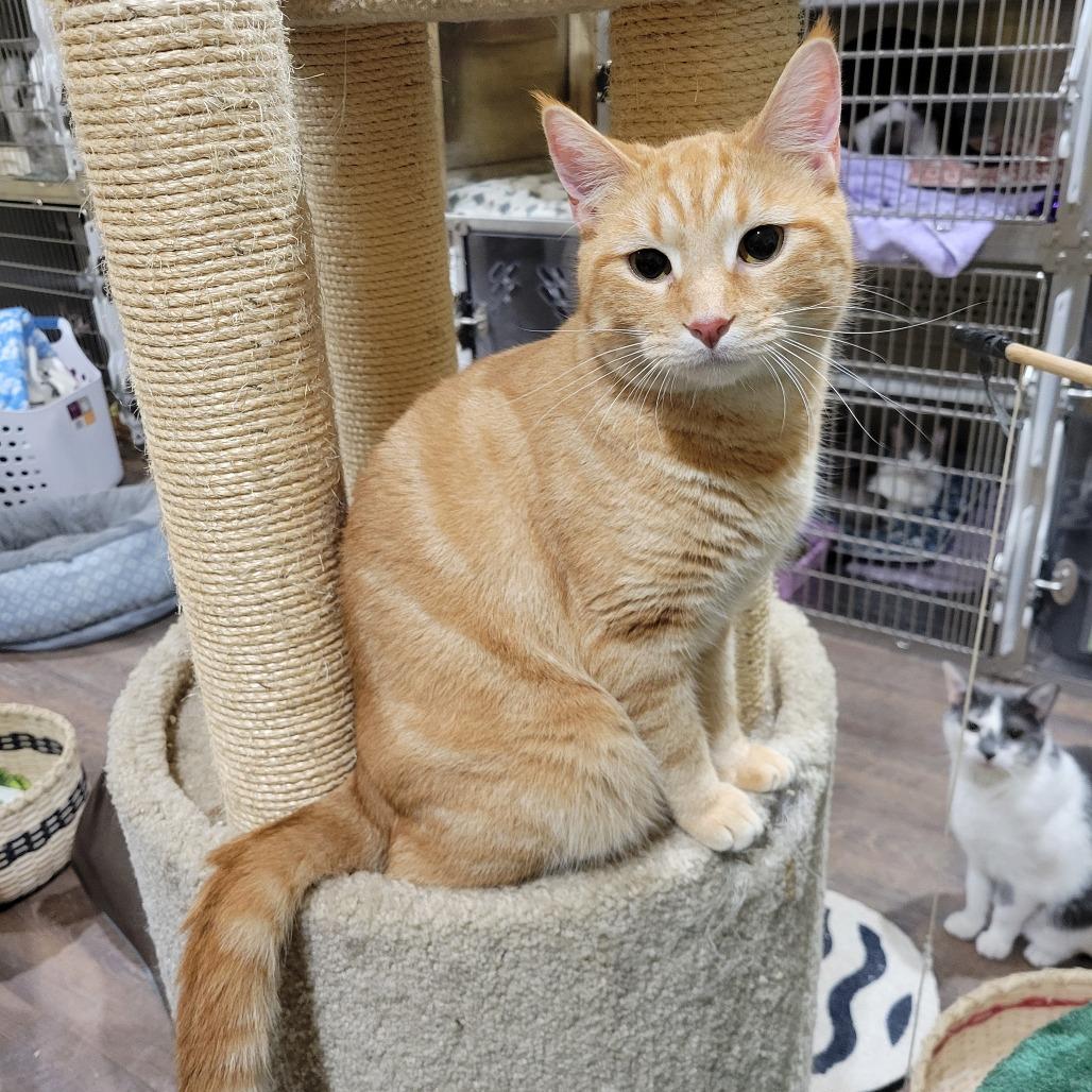 Rusty -Sponsored!, a Adoptable Domestic Short Hair in Park Falls, WI image 5/6
