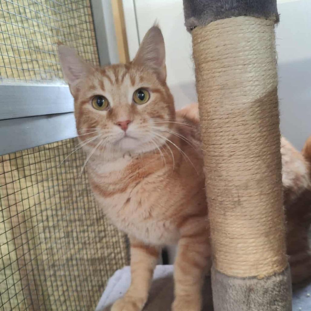 Rusty, a Adoptable Domestic Short Hair in Park Falls, WI image 6/6