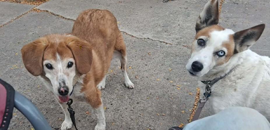 Enlarge CK, a ADOPTABLE Beagle in Colorado Springs, CO image 3/4