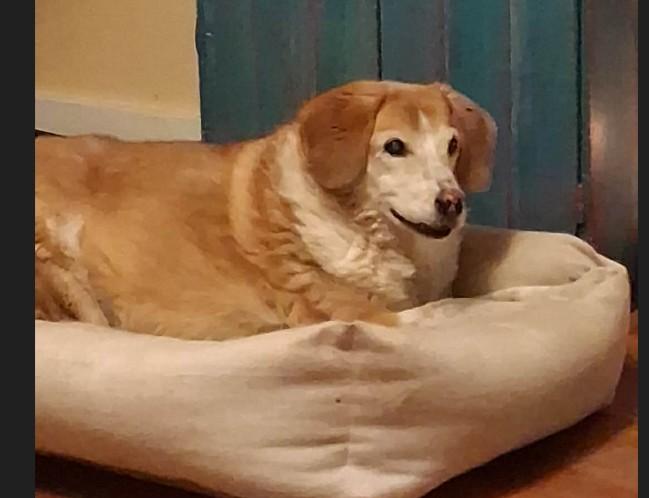 Enlarge CK, a ADOPTABLE Beagle in Colorado Springs, CO image 2/4