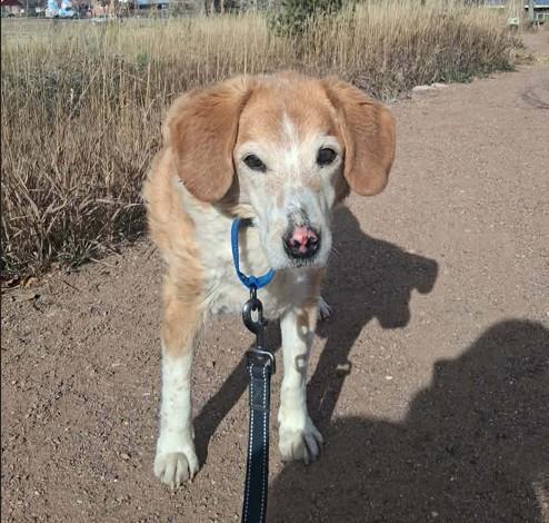 CK, ADOPTABLE, Senior Male Beagle.