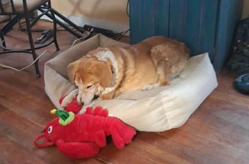 Enlarge CK, a ADOPTABLE Beagle in Colorado Springs, CO image 4/4