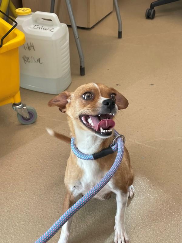 Beatrice Bacon, Adoptable, Adult Female Chihuahua.