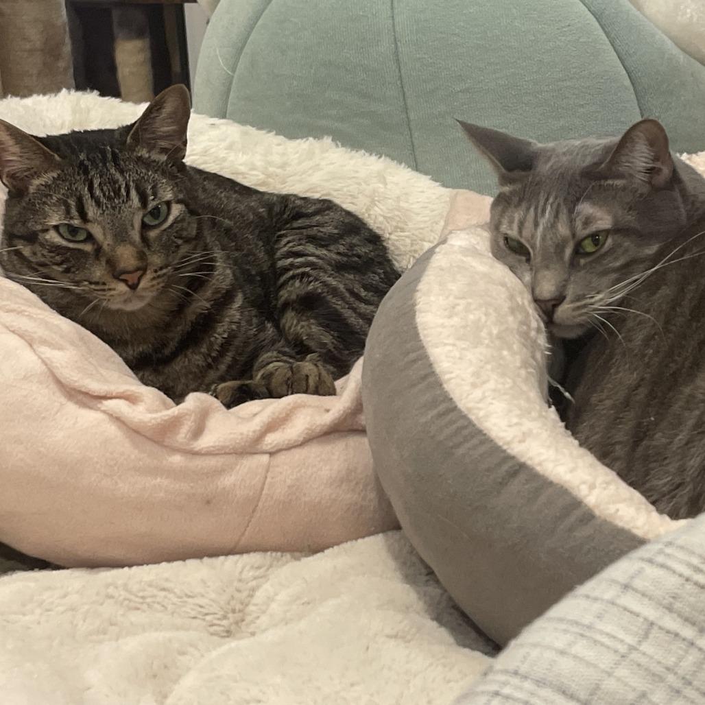 Cuddles, a Adoptable Domestic Short Hair in Brea, CA image 1/6