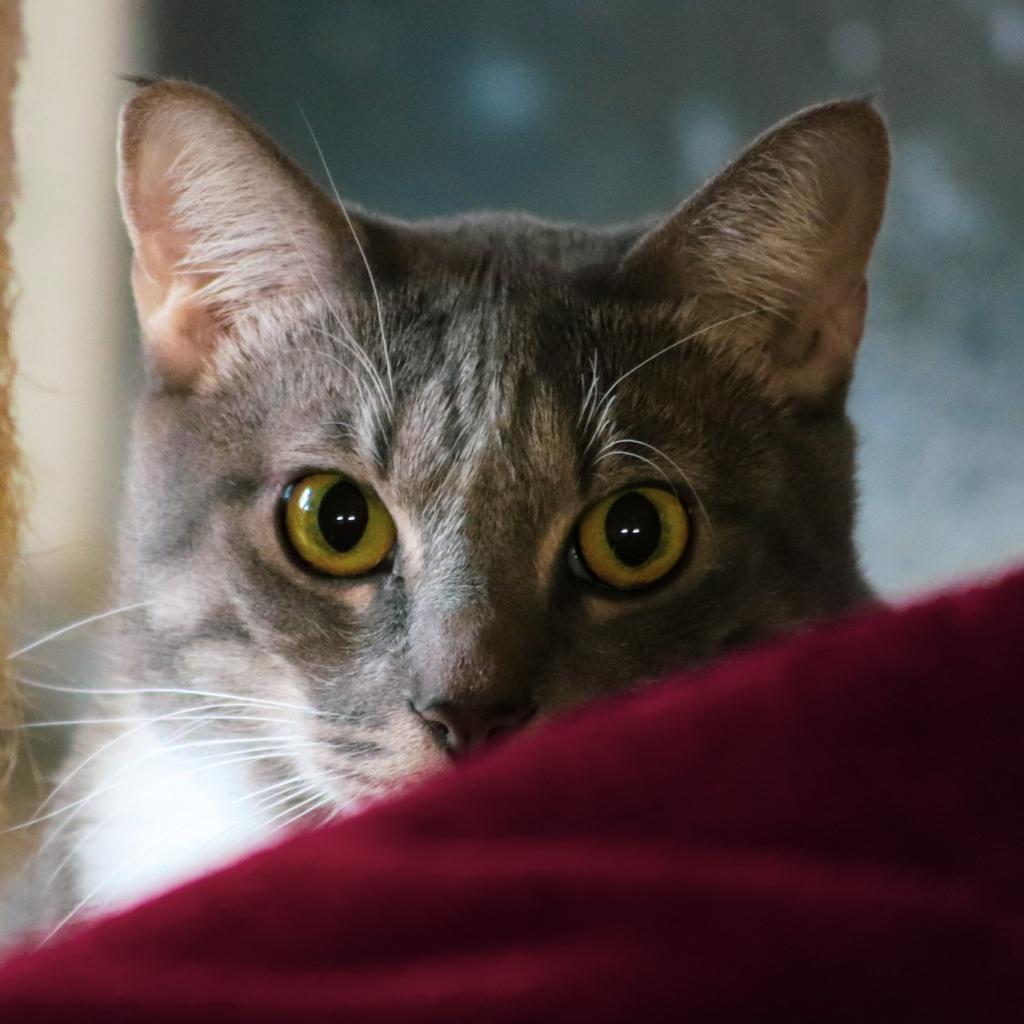 Cuddles, a Adoptable Domestic Short Hair in Brea, CA image 2/6