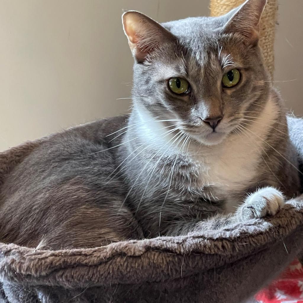 Cuddles, a Adoptable Domestic Short Hair in Brea, CA image 3/6