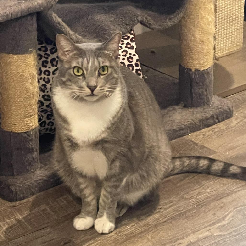 Cuddles, a Adoptable Domestic Short Hair in Brea, CA image 2/6