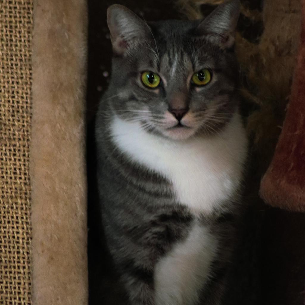 Cuddles, a Adoptable Domestic Short Hair in Brea, CA image 6/6