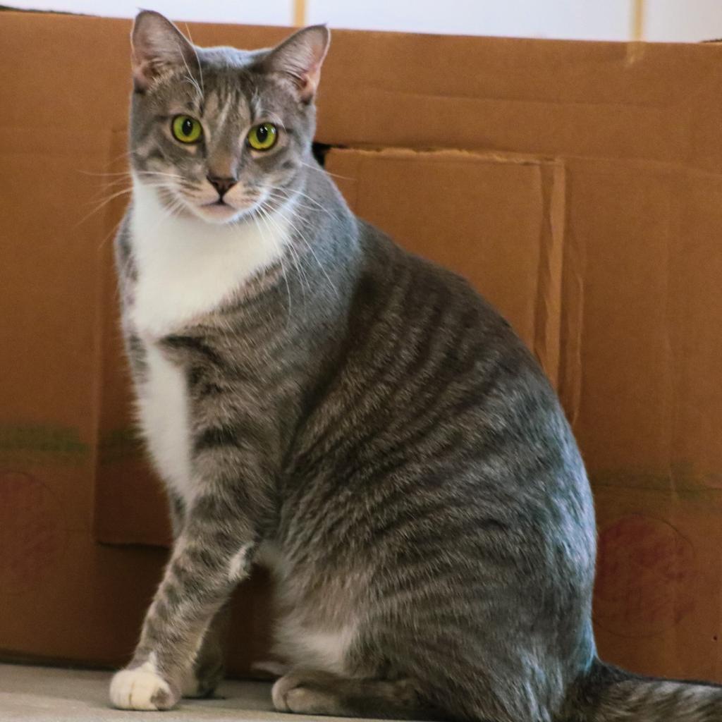 Cuddles, a Adoptable Domestic Short Hair in Brea, CA image 6/6