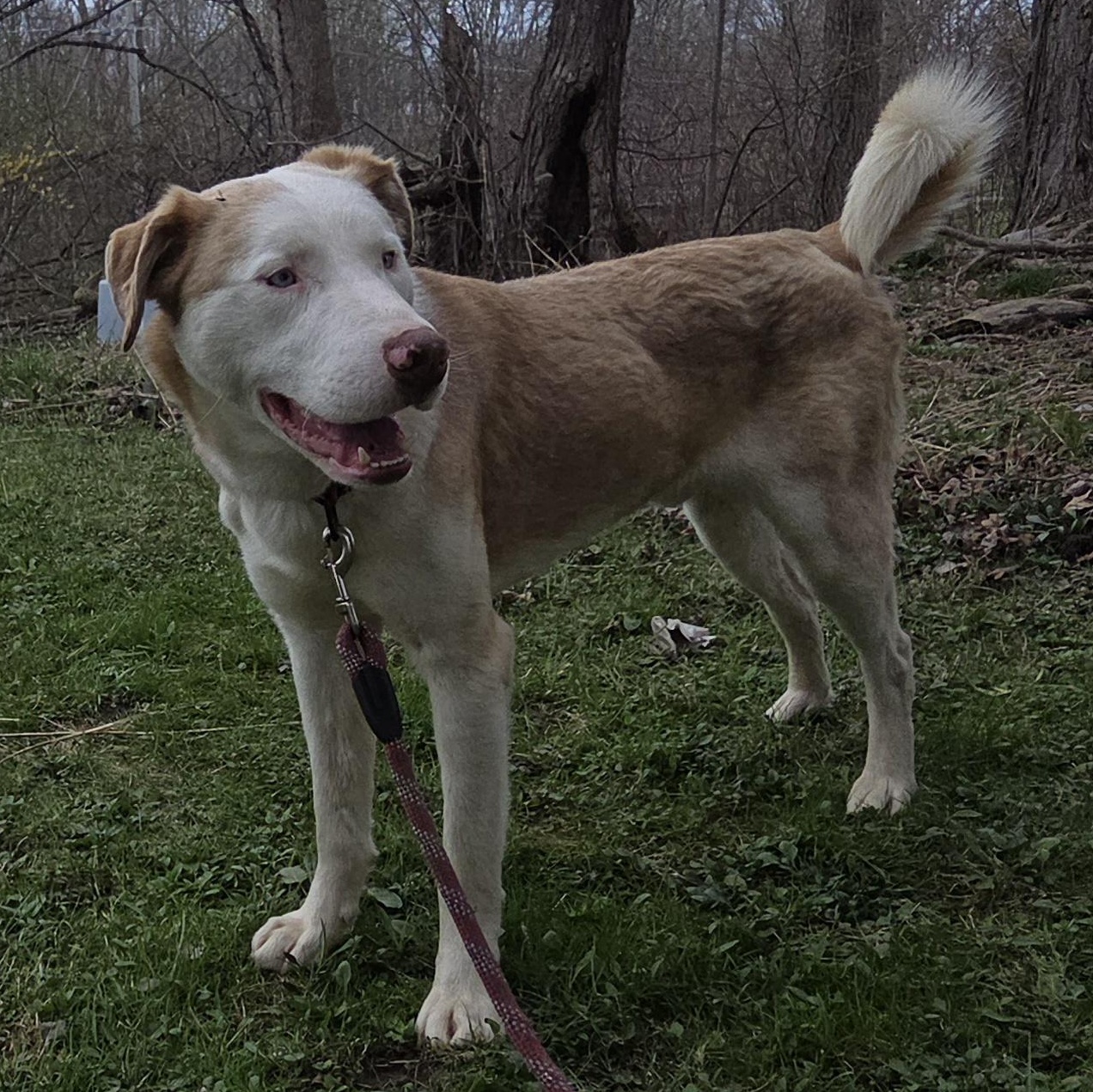 Enlarge Tigger (Courtesy Post), a Adoptable mixed breed in Oswego, NY image 3/3