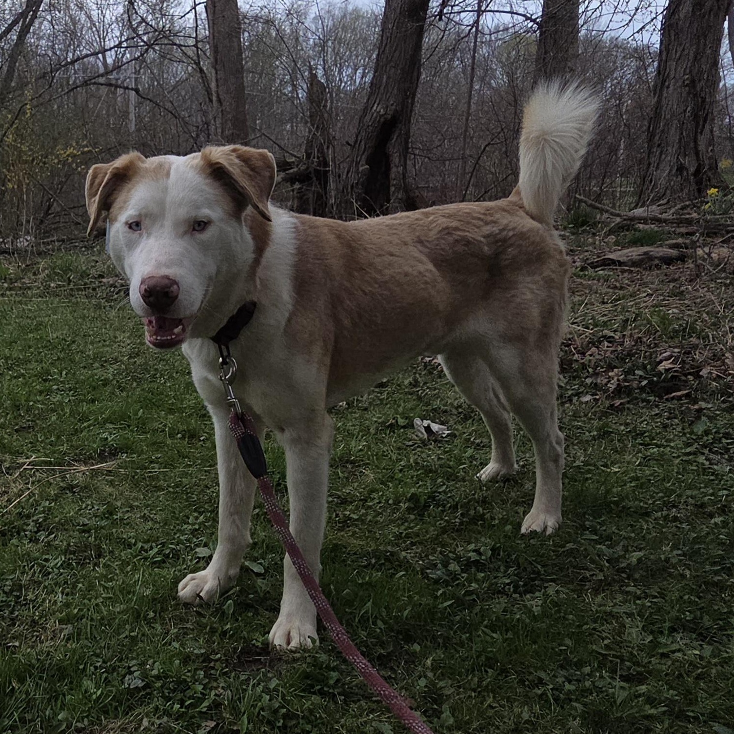 Tigger (Courtesy Post), Adoptable, Young Male Husky & Catahoula Leopard Dog.