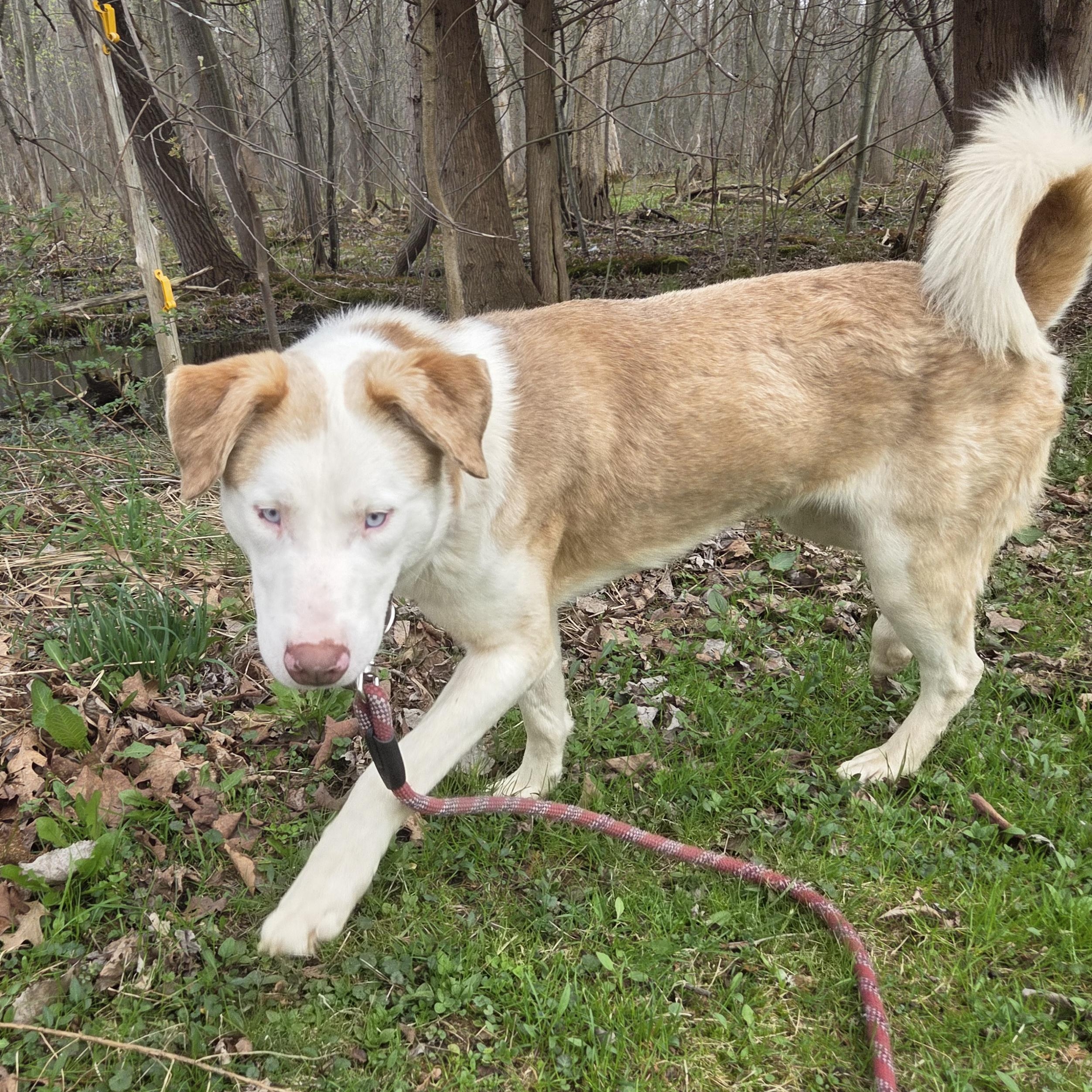 Enlarge Tigger (Courtesy Post), a Adoptable mixed breed in Oswego, NY image 2/3