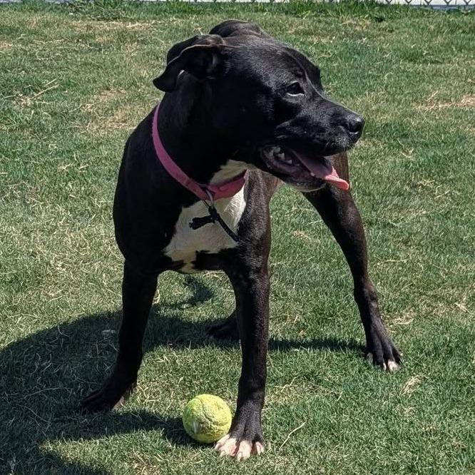 STELLA Available NOW - ADOPTION or RESCUE!, Adoptable, Young Female Mixed Breed.