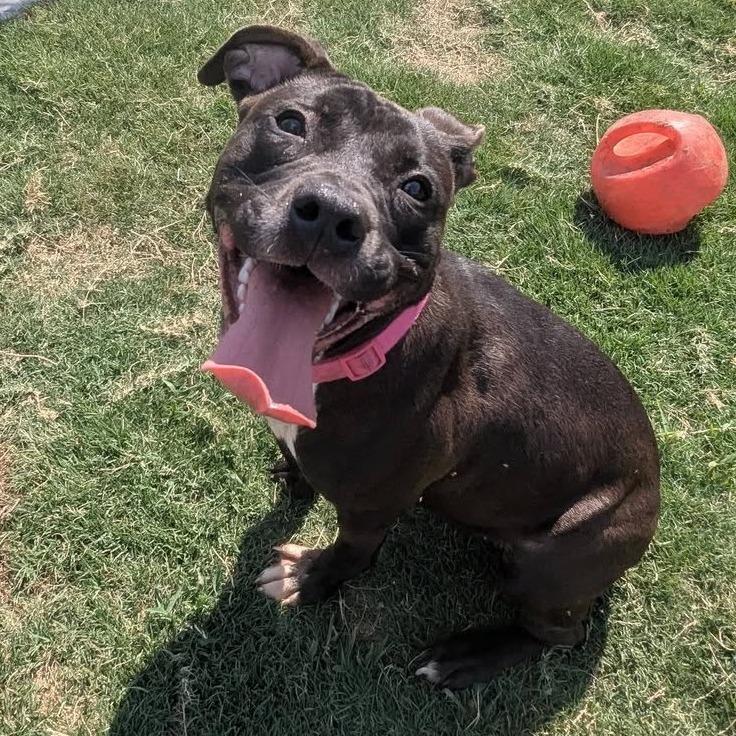 STELLA Available NOW - ADOPTION or RESCUE!, a Adoptable Mixed Breed in Nashville, NC image 2/3