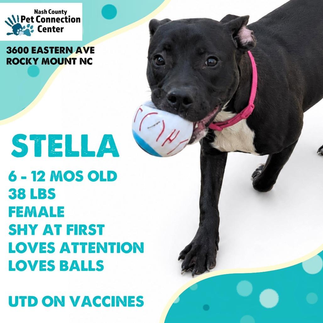 STELLA Available NOW - ADOPTION or RESCUE!, a Adoptable Mixed Breed in Nashville, NC image 3/3