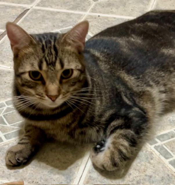 JC, Adult Male Tabby