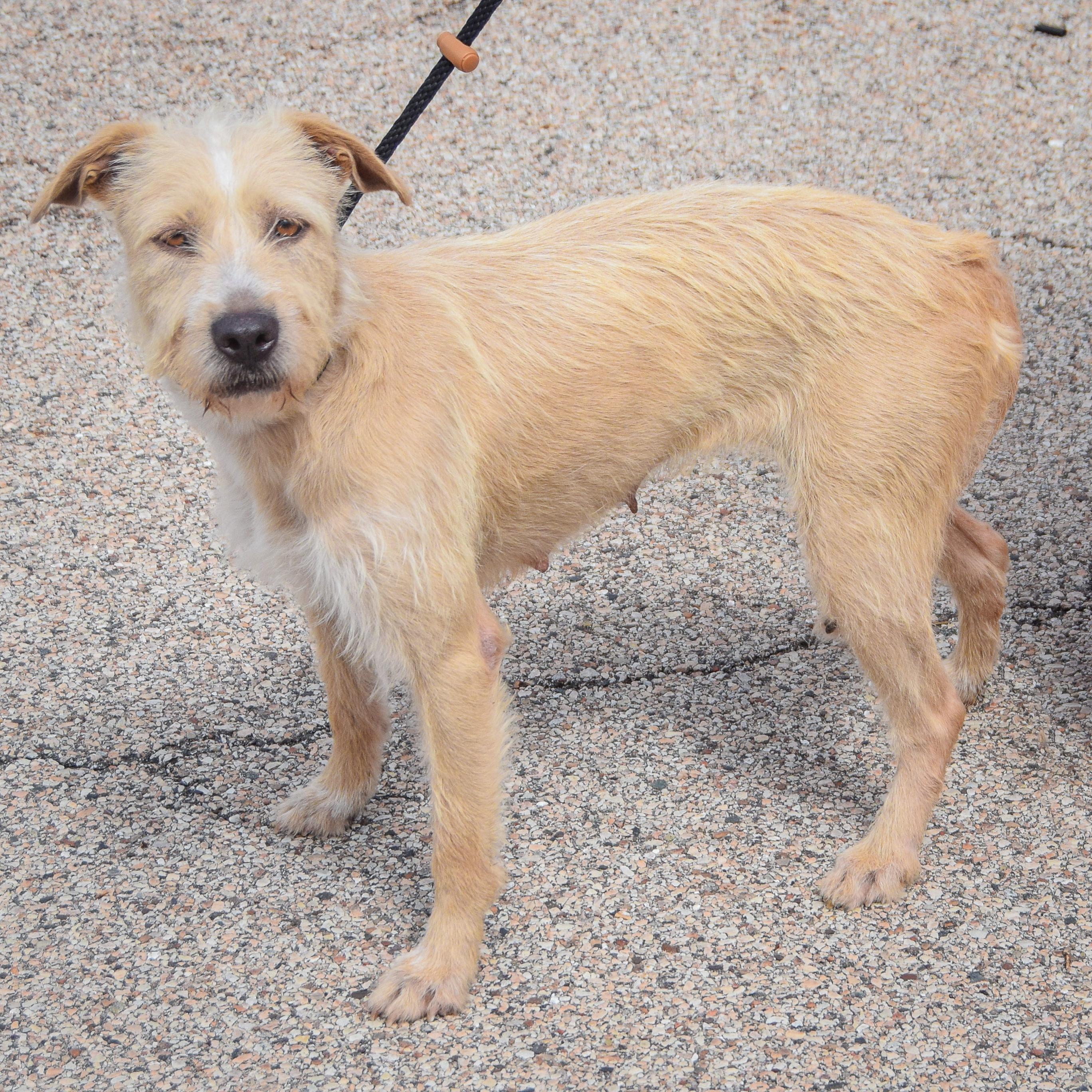 Enlarge Coco, an adopted mixed breed in Huntley, IL image 2/4