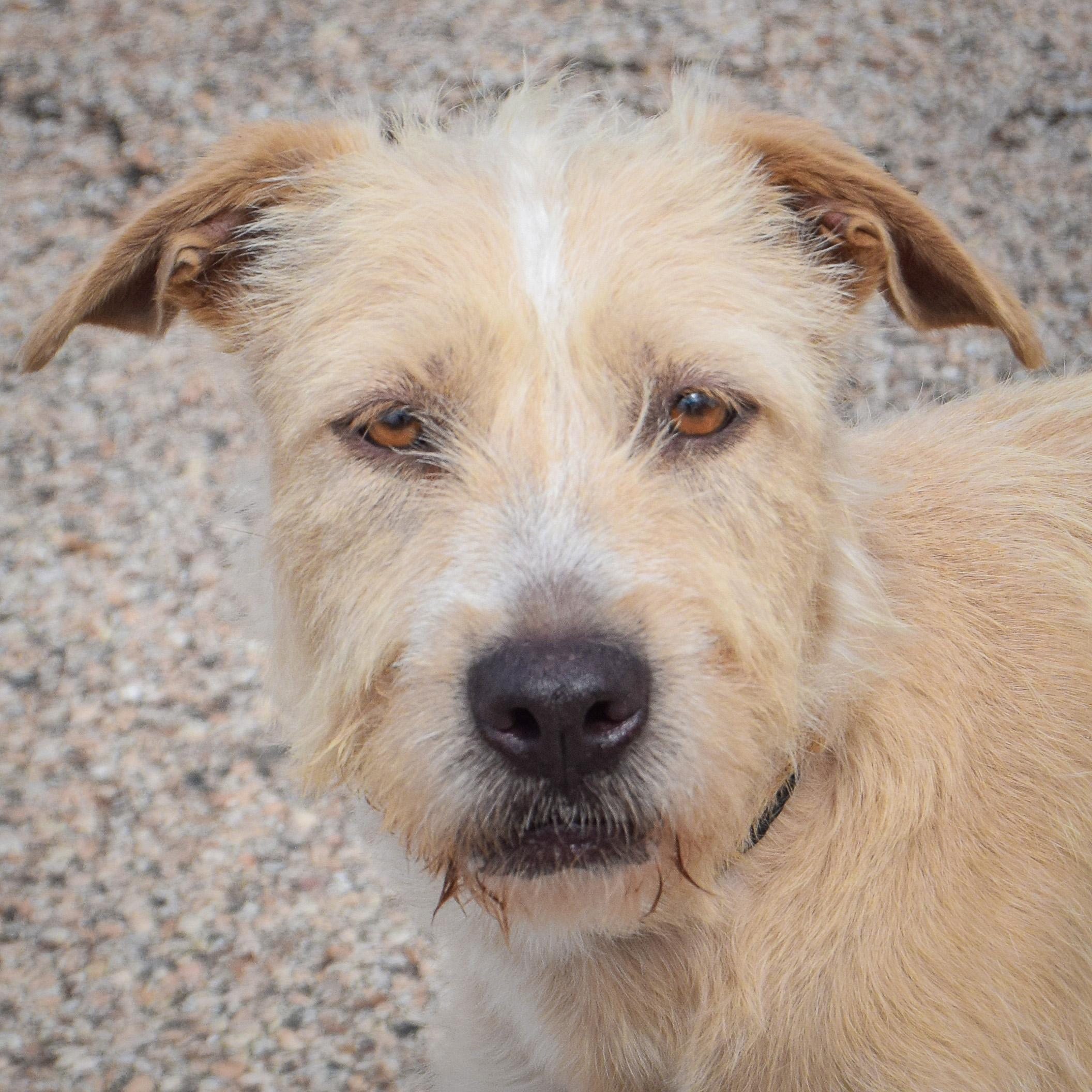 Enlarge Coco, an adopted mixed breed in Huntley, IL image 1/4