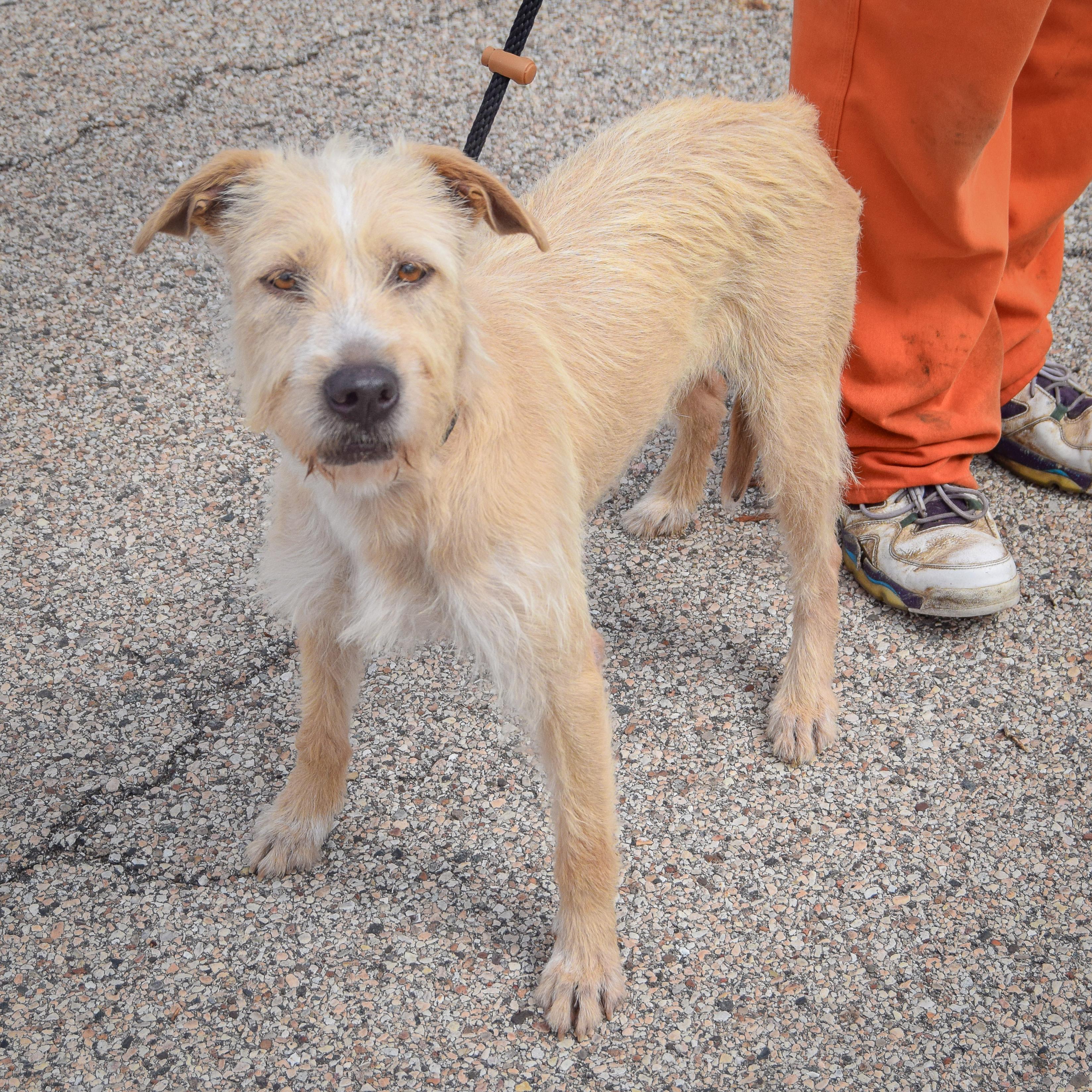 Enlarge Coco, an adopted mixed breed in Huntley, IL image 3/4