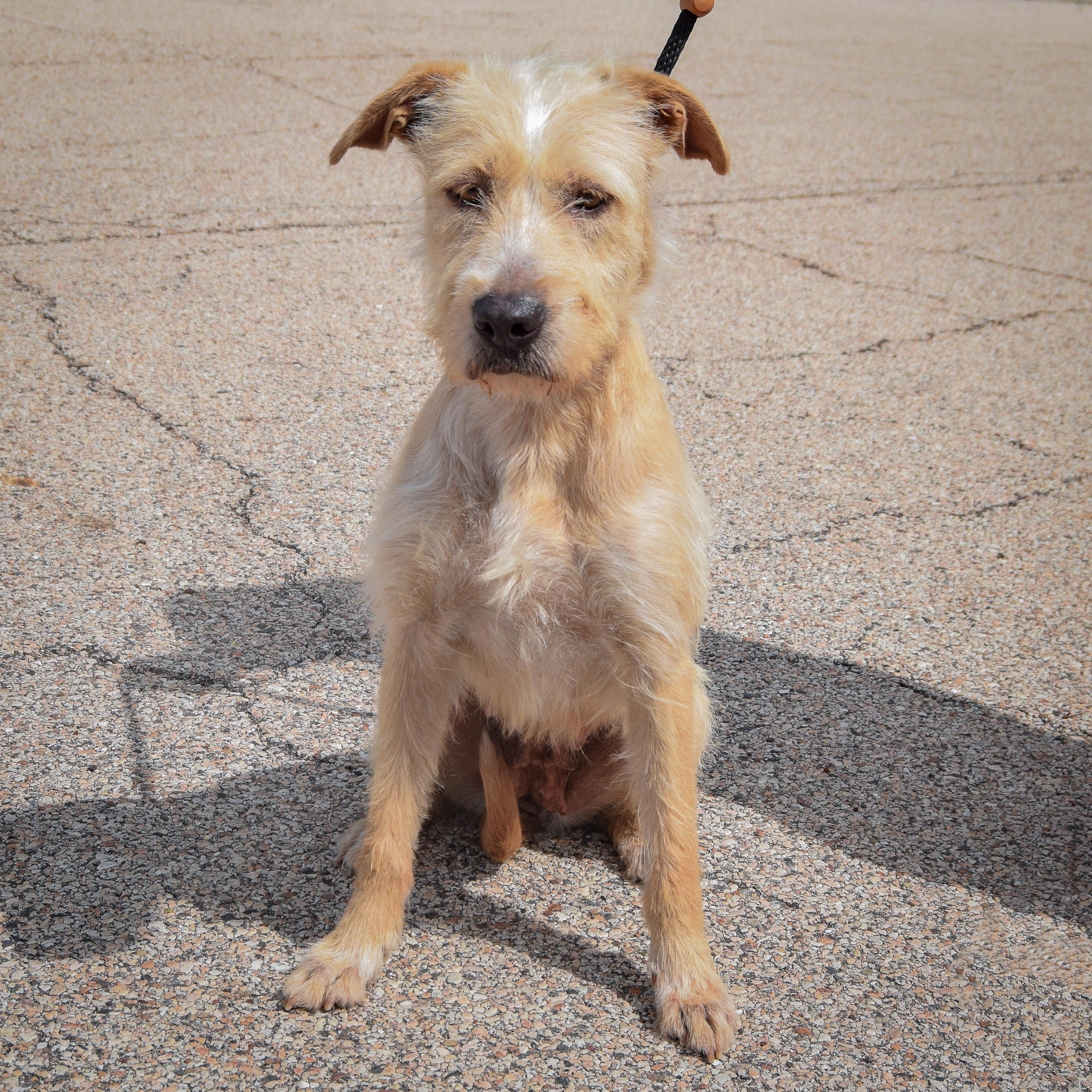 Enlarge Coco, an adopted mixed breed in Huntley, IL image 4/4