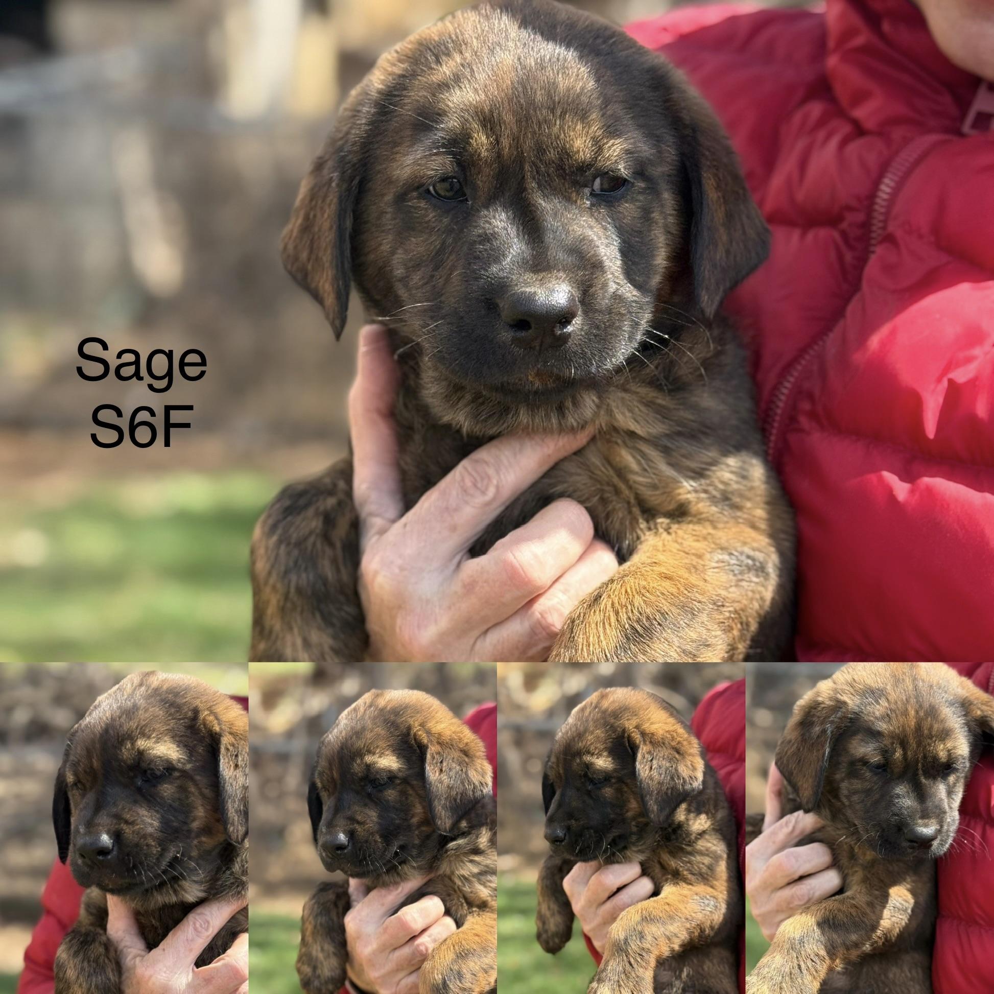 Enlarge Sage (S6F), an adopted mixed breed in Stuart, VA image 3/6