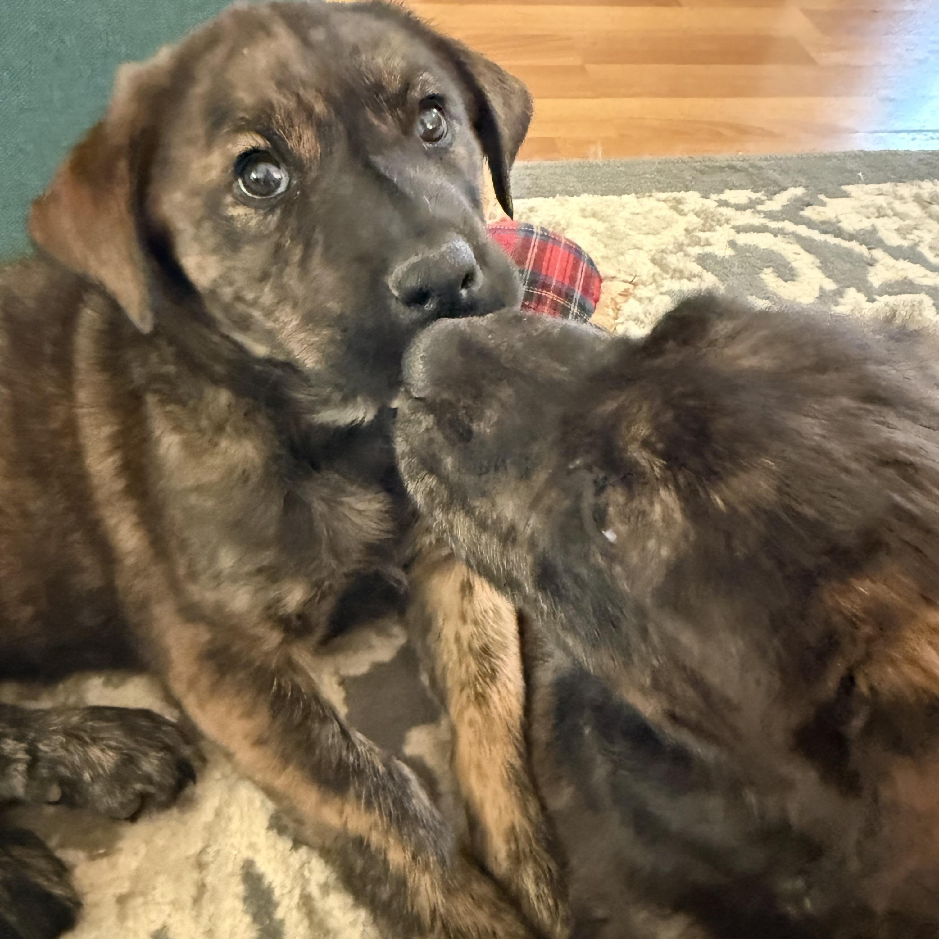 Enlarge Sage (S6F), an adopted mixed breed in Stuart, VA image 5/6