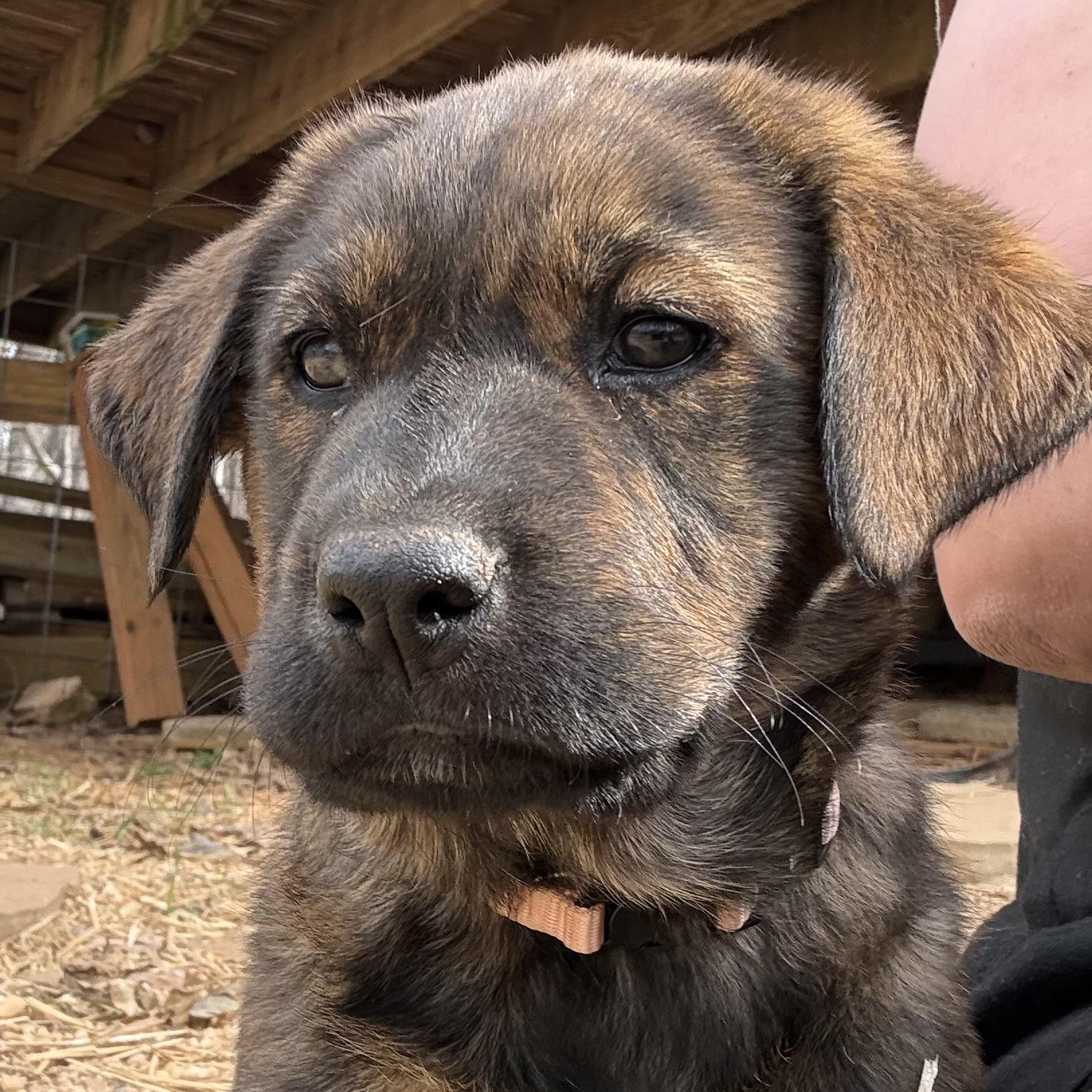 Enlarge Sage (S6F), an adopted mixed breed in Stuart, VA image 2/6