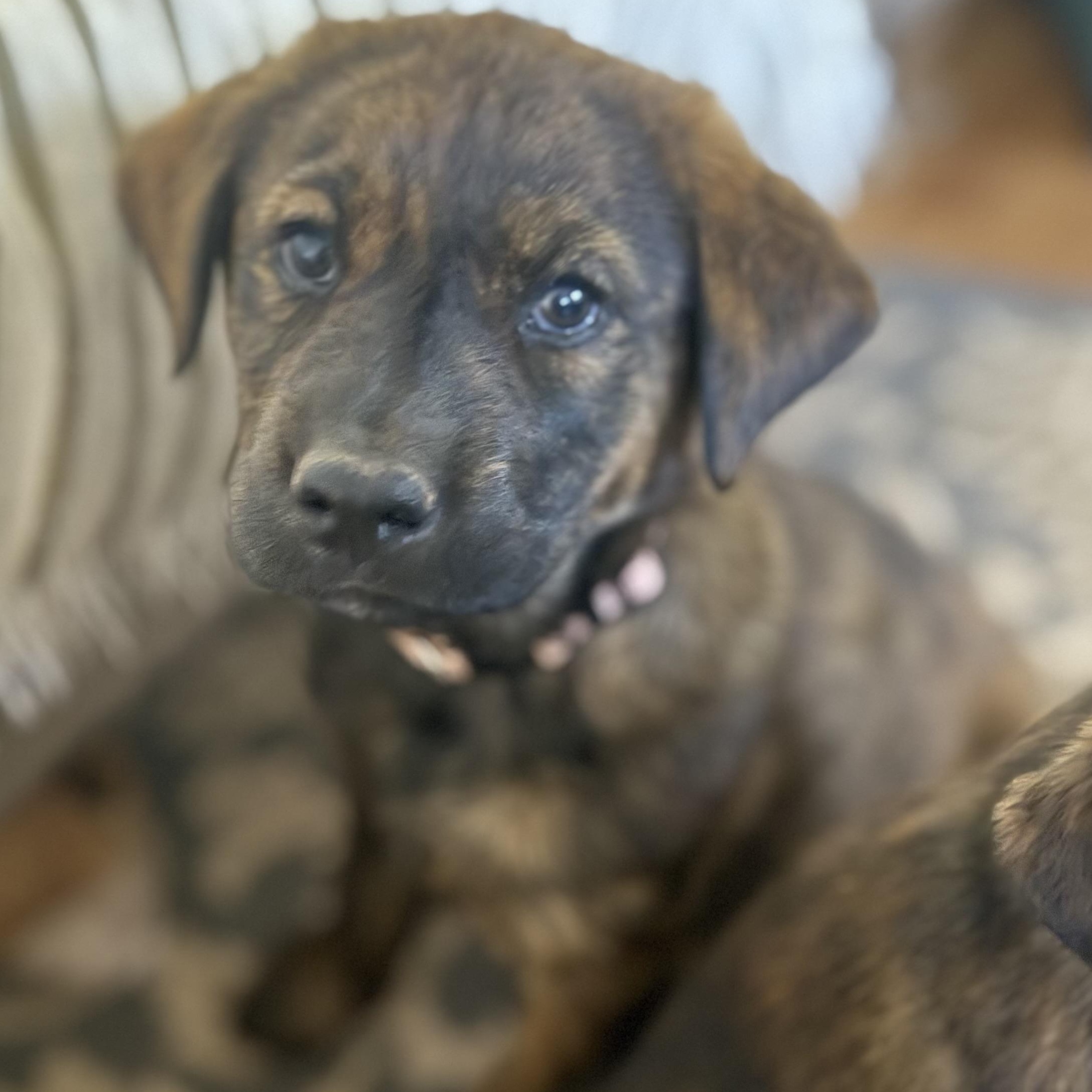 Enlarge Sage (S6F), an adopted mixed breed in Stuart, VA image 4/6