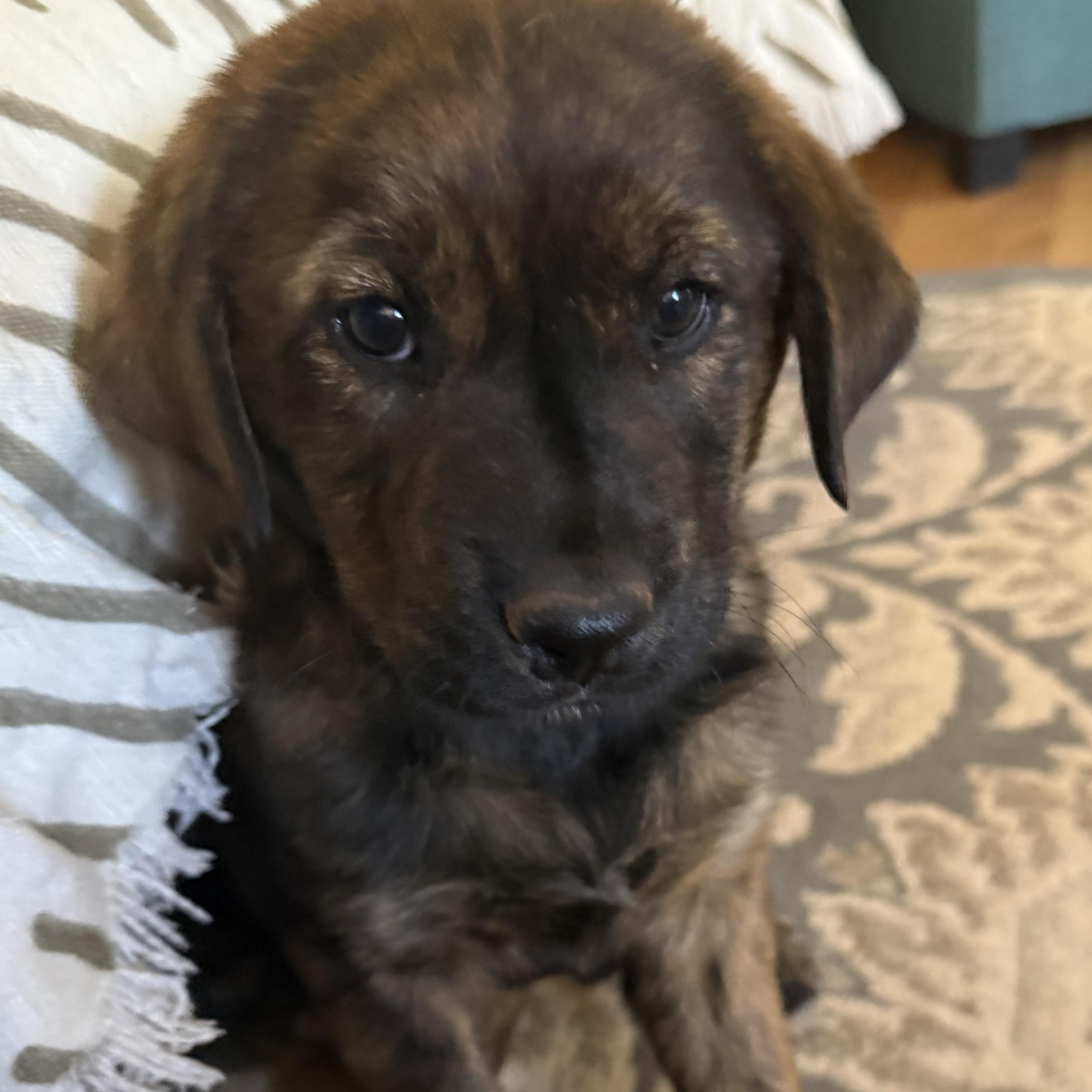 Enlarge Sage (S6F), an adopted mixed breed in Stuart, VA image 6/6