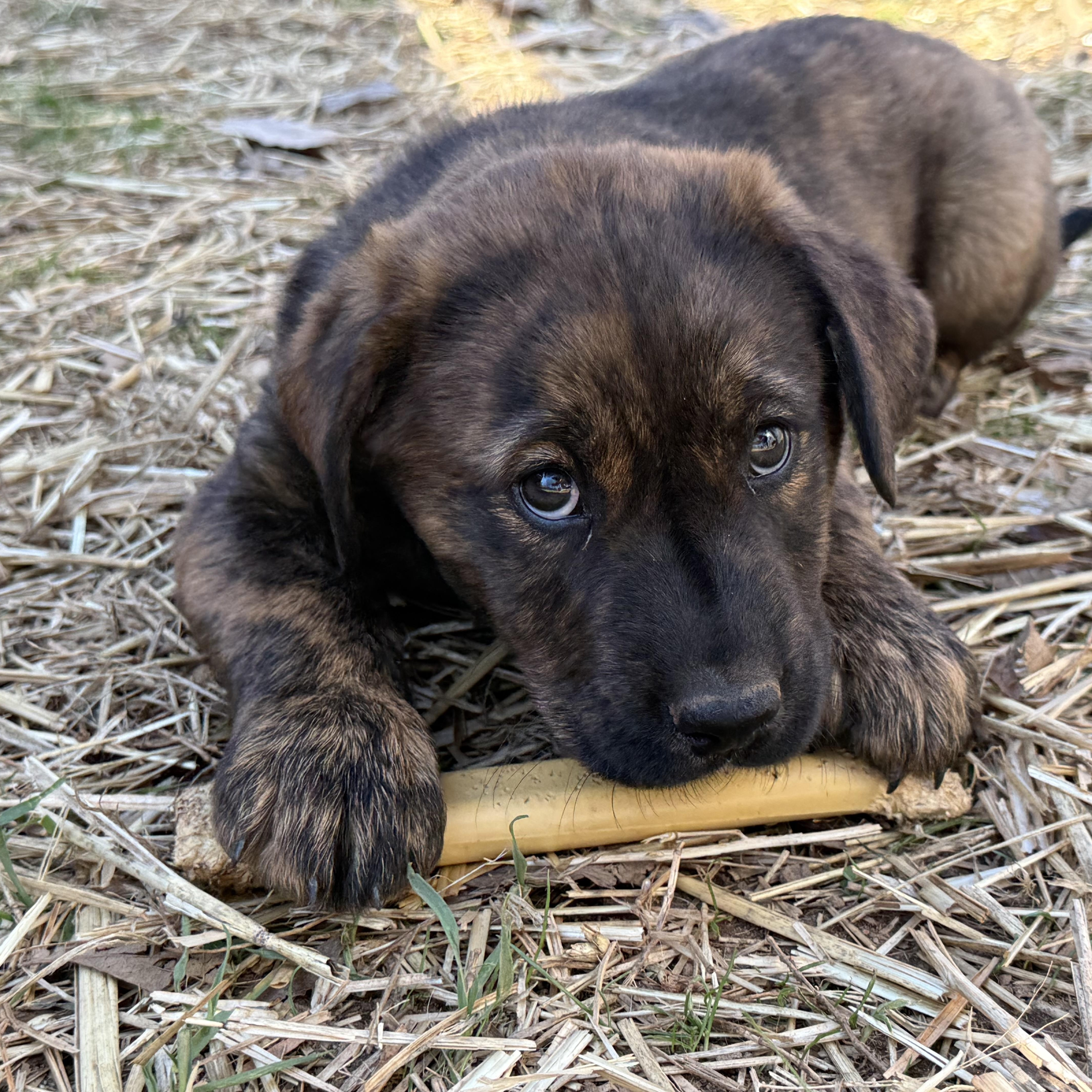 Sage (S6F), adopted, Puppy Female German Shepherd Dog.