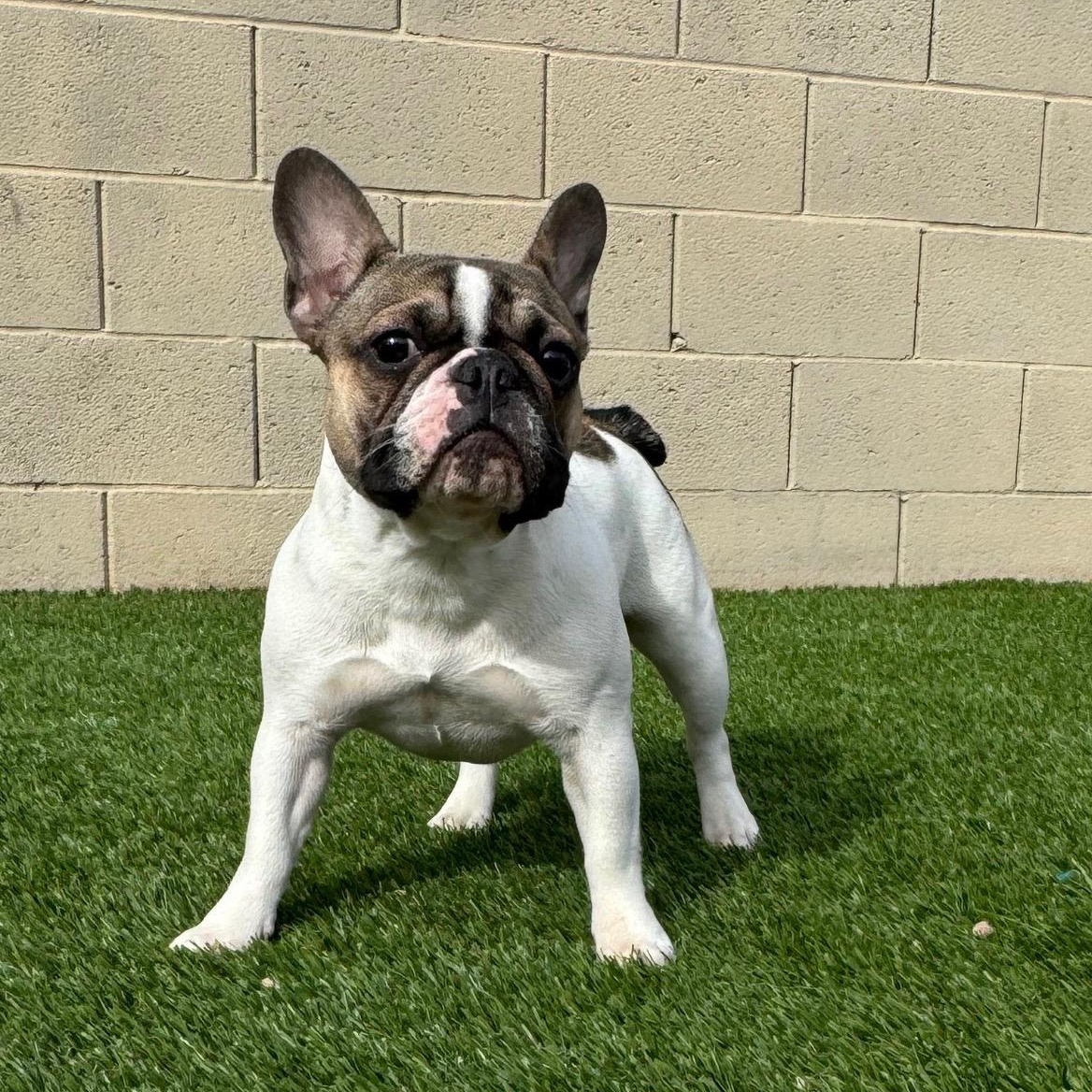 Enlarge Peanuts, a ADOPTABLE French Bulldog in Henderson, NV image 2/2