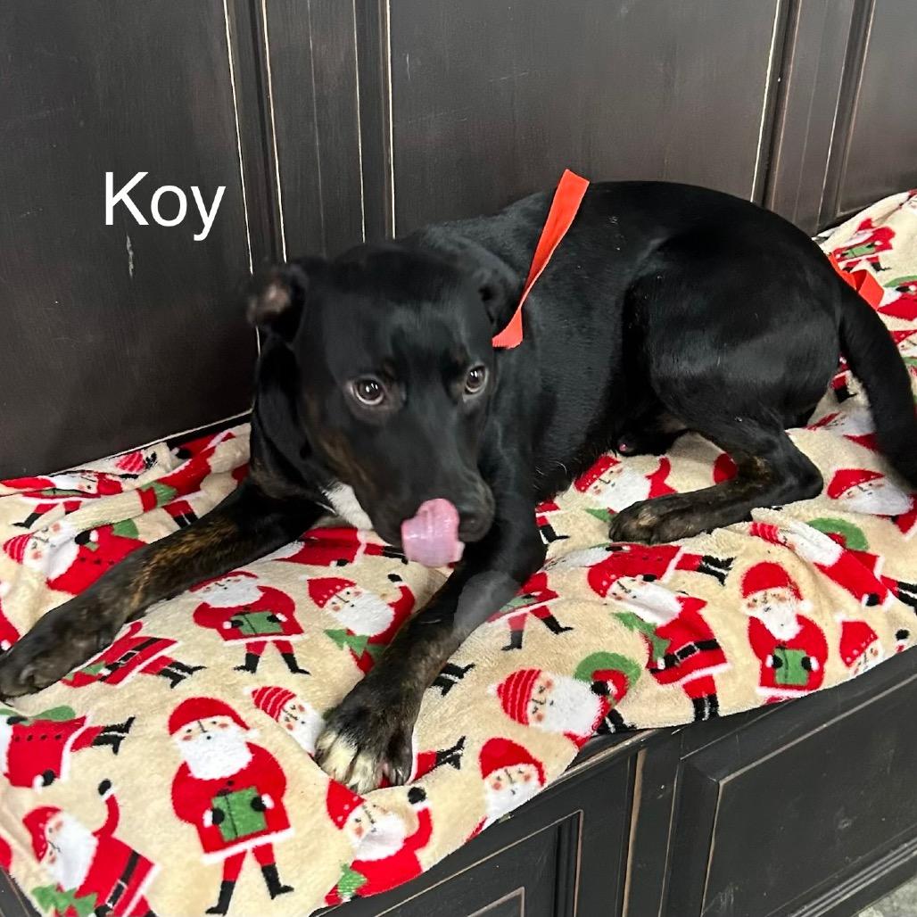 Koy, Adoptable, Young Male Labrador Retriever.