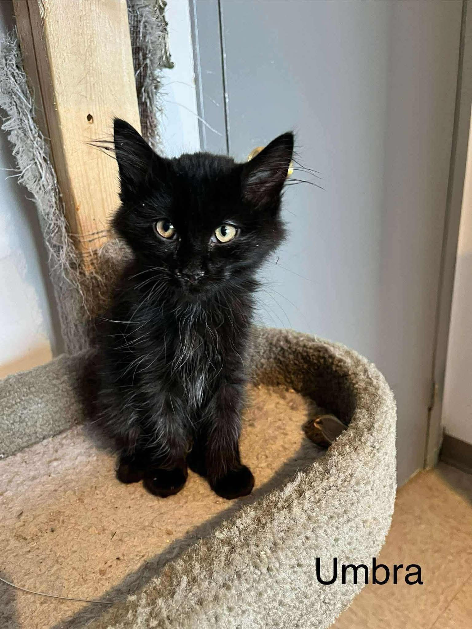 Enlarge Umbra, a ADOPTABLE Domestic Long Hair in Weyburn, SK image 1/1
