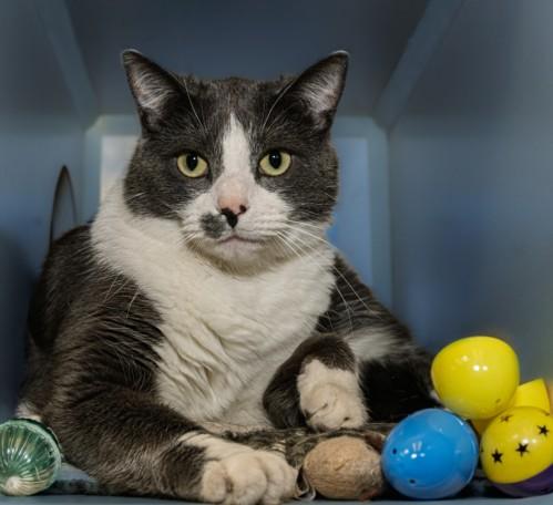 Enlarge PRENTISS, a Adoptable mixed breed in Cookeville, TN image 1/1