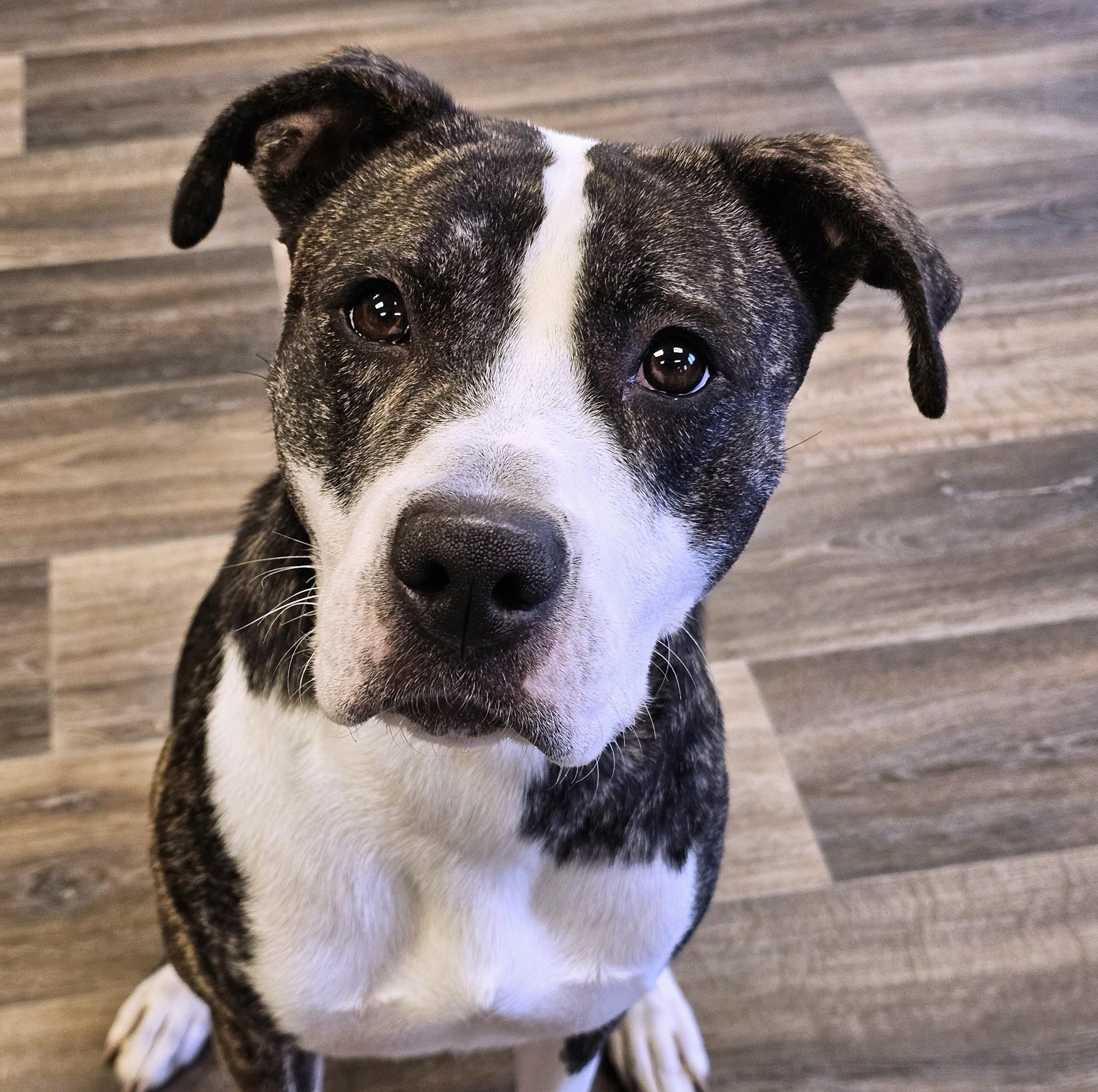 Enlarge Rhoda, a Adoptable mixed breed in Bay City, MI image 3/4